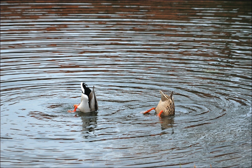 Wasserbalett 2012 03 17