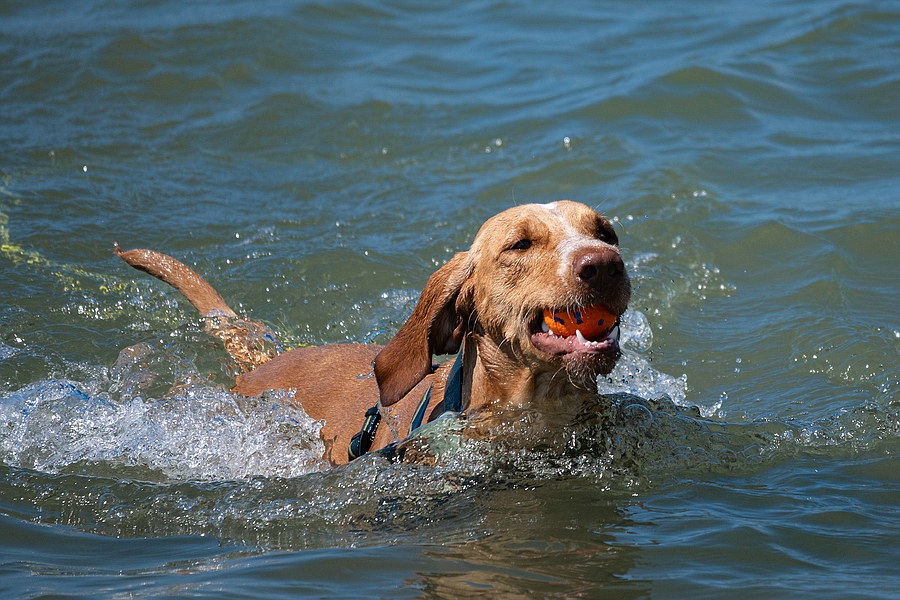 Wasserball