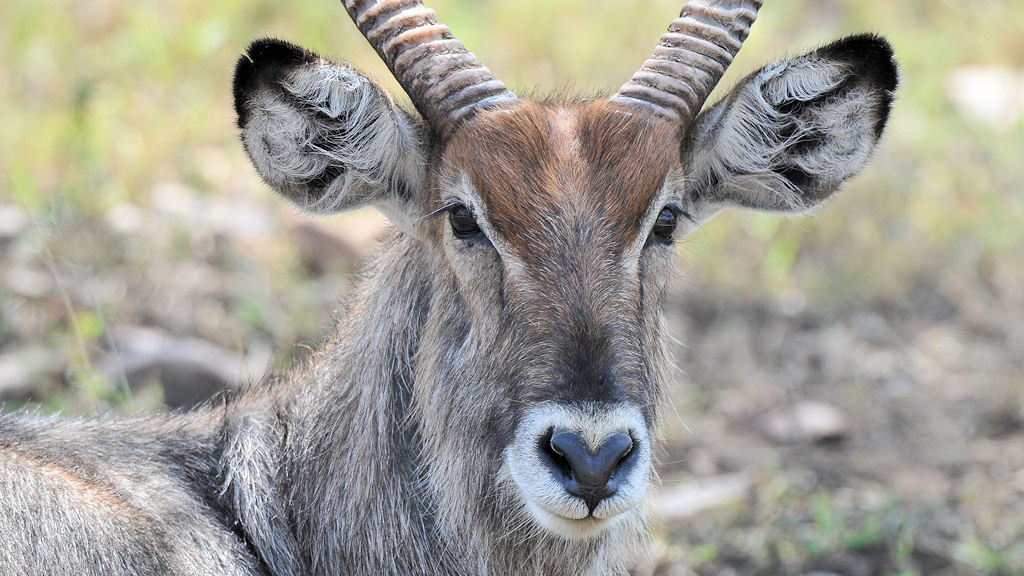 Wasserbock bei Lake Magadi
4816