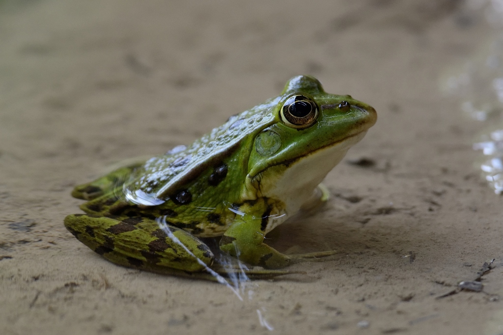 Wasserfrosch 062014