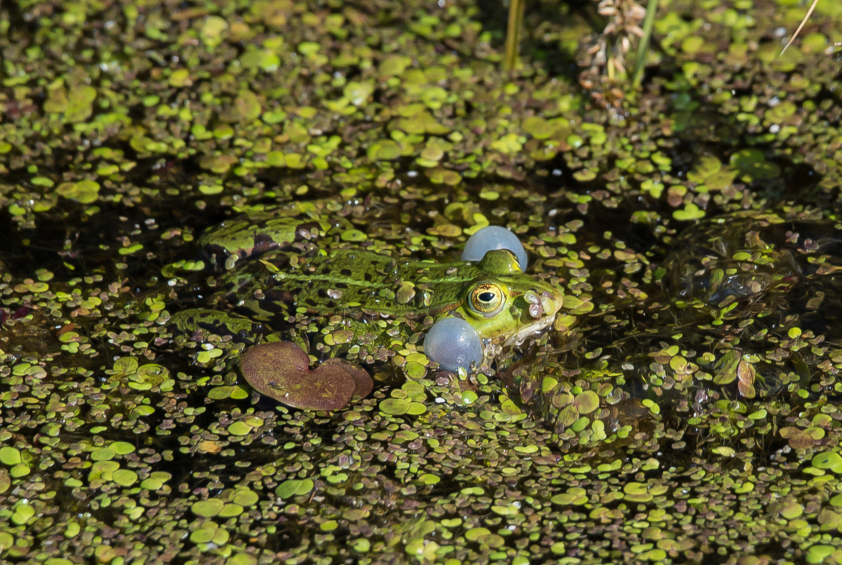 Wasserfrosch 1 (1 von 1).jpg