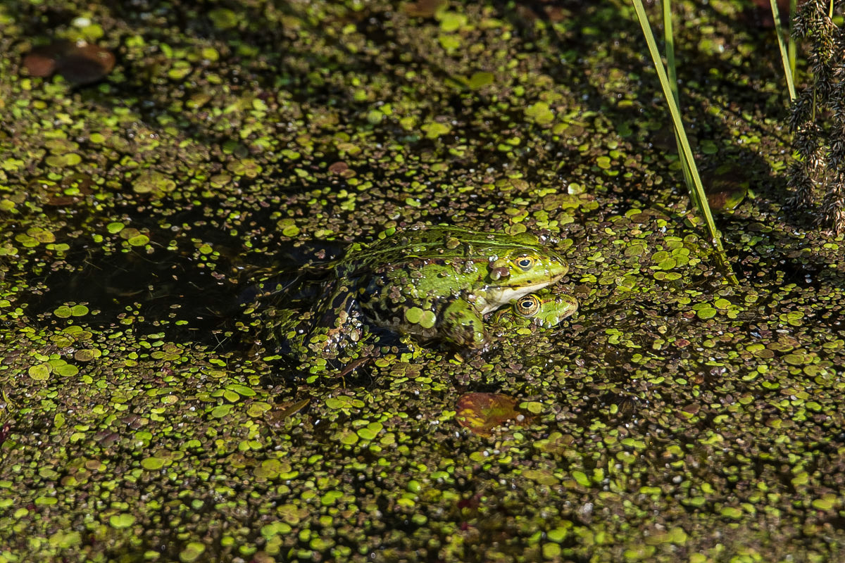 Wasserfrosch 2 (1 von 1).jpg