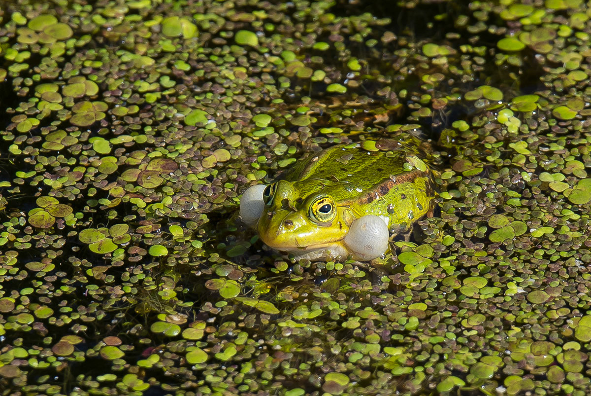 Wasserfrosch 3 (1 von 1).jpg