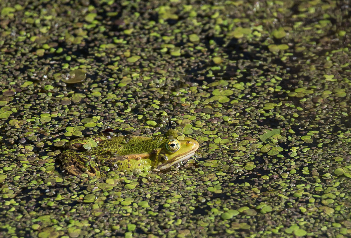 Wasserfrosch 4 (1 von 1).jpg