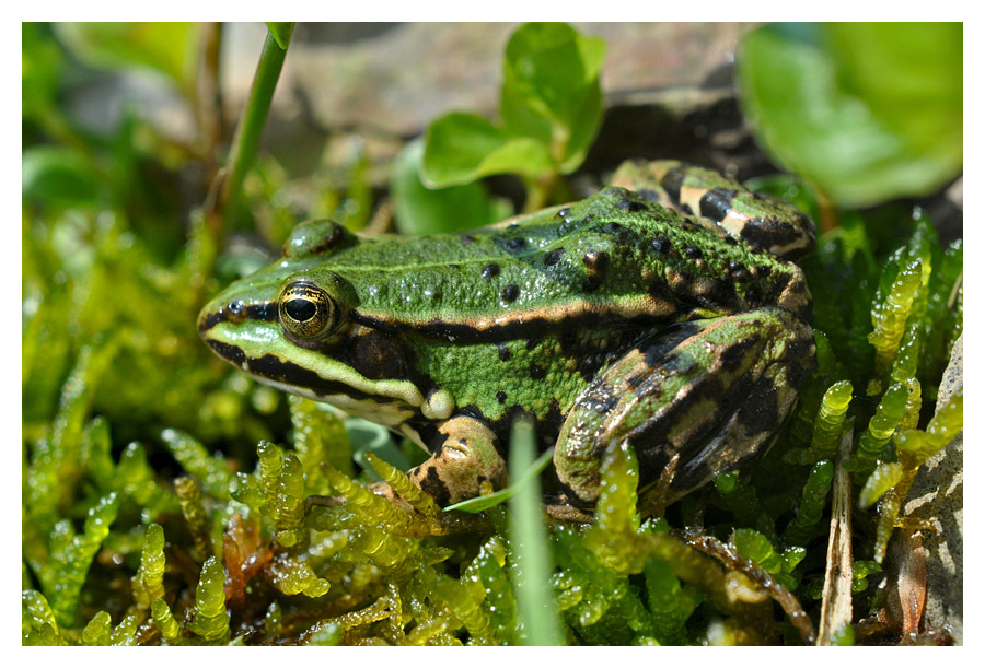 Wasserfrosch
Nikon D90 mit 50/1.4 und B+W Nahlinse 4
