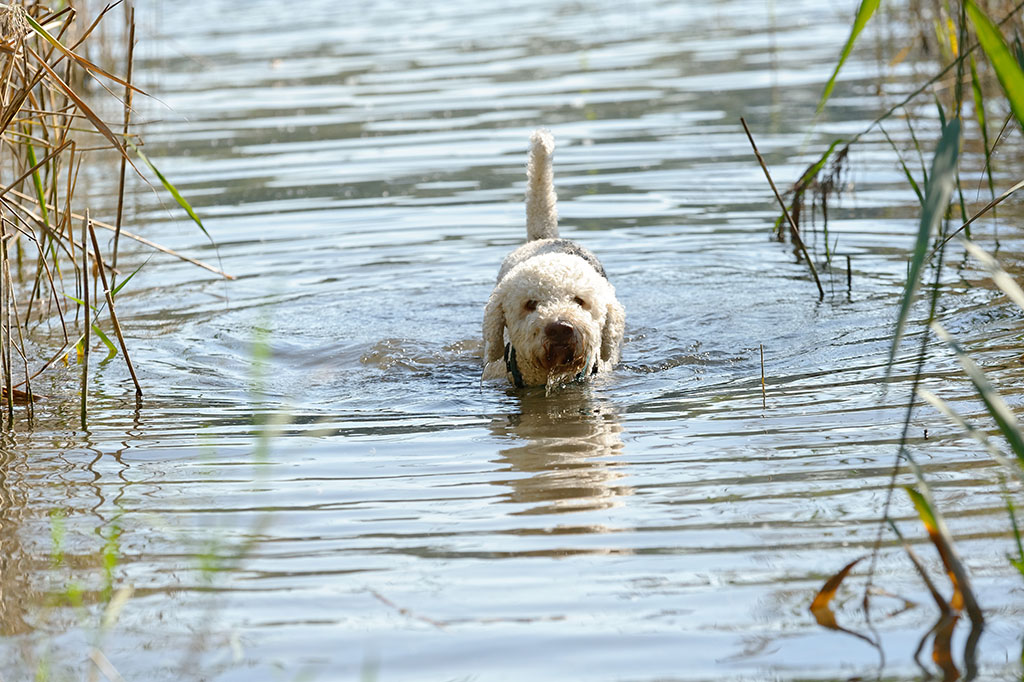 Wasserhund