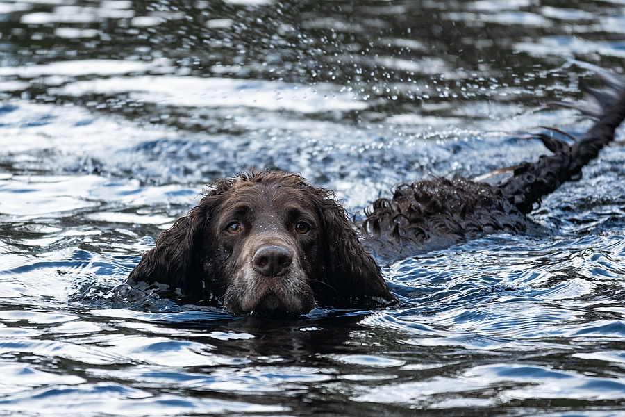 Wasserhund