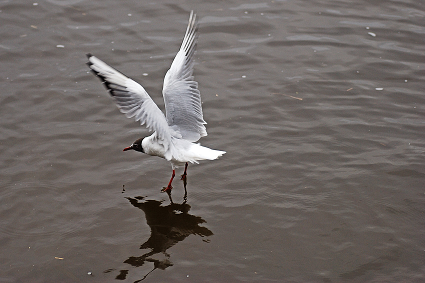 wasserlaeufer