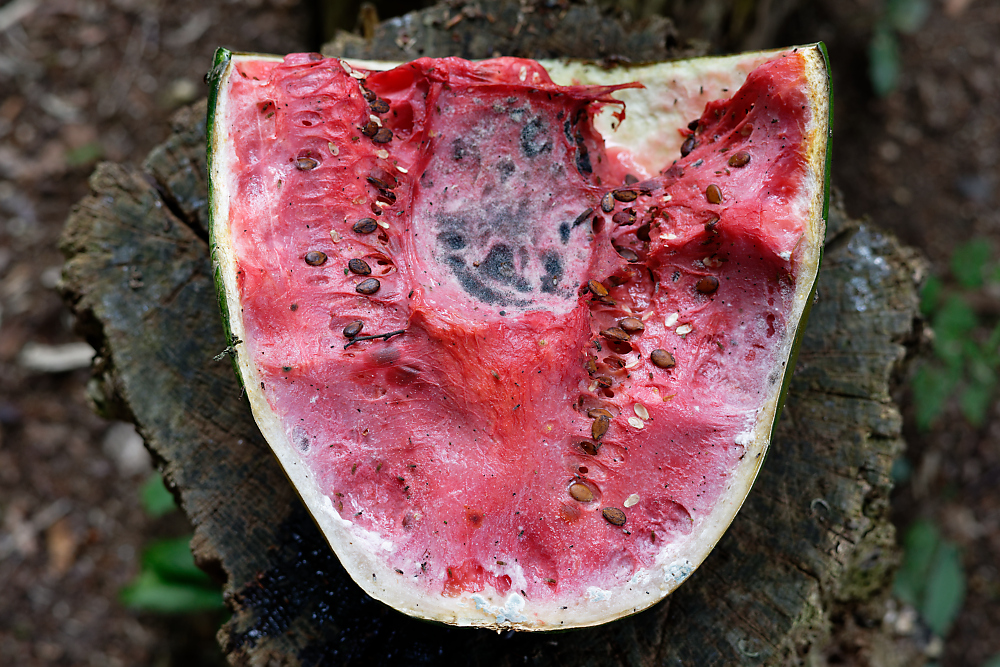 Wassermelone 3.jpg
