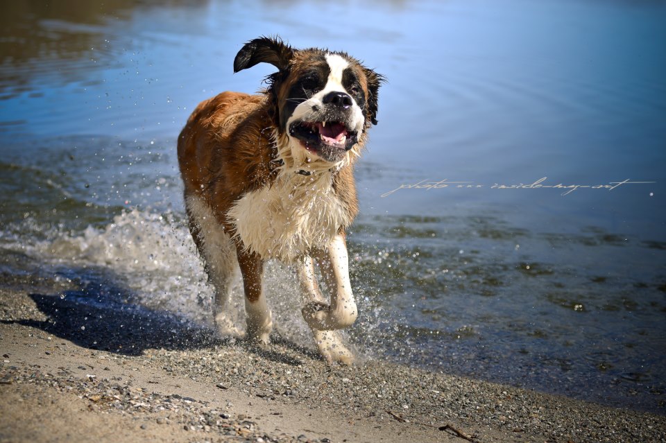 Wasserratte