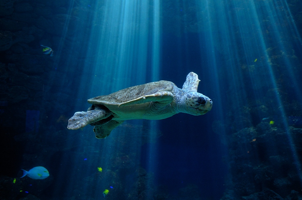 WasserSchildkröte