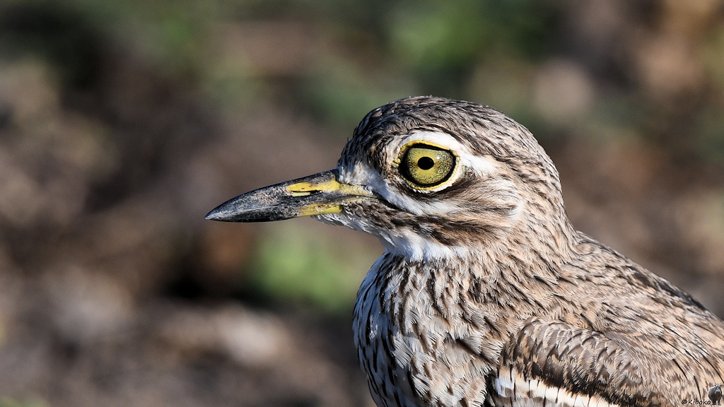 Wassertriel (Water thick-knee)
Selous Game Reserve

s1510 Selous Water thick knee 9938