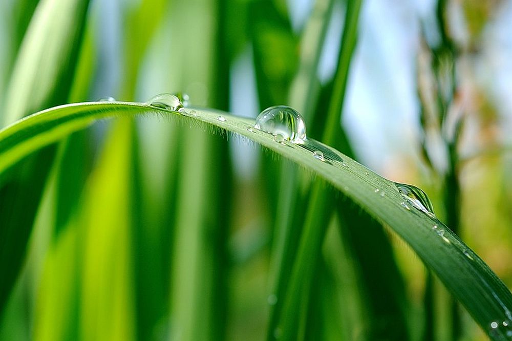 Wassertropfen auf Grashalm