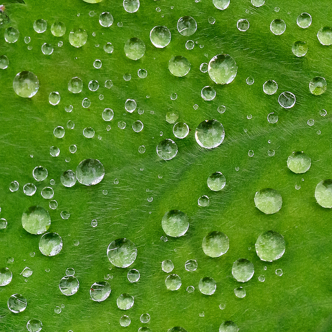 Wassertropfen.jpg