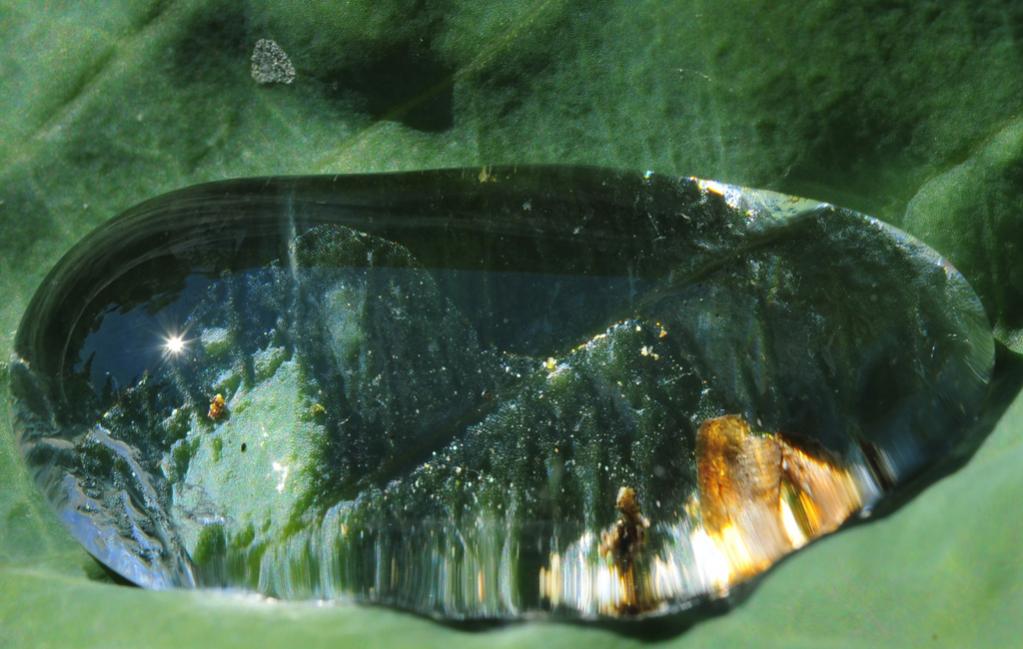 Wassertropfen klein8762
D700 50mm/1.4 in Retrostellung an PB-6