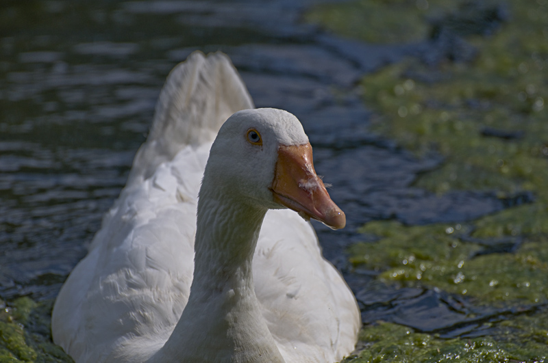Wasservoegel12 klein