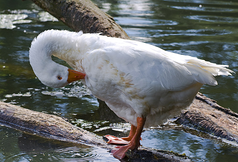 Wasservogel 9 klein