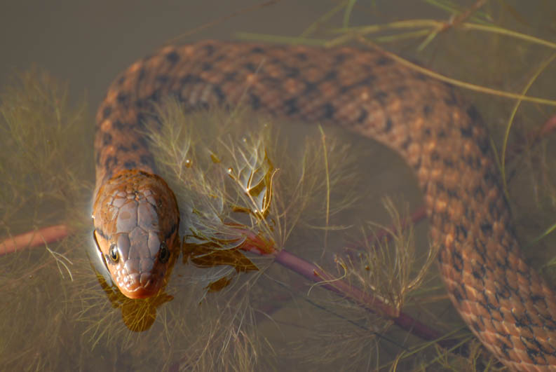 Water snake in the jungle