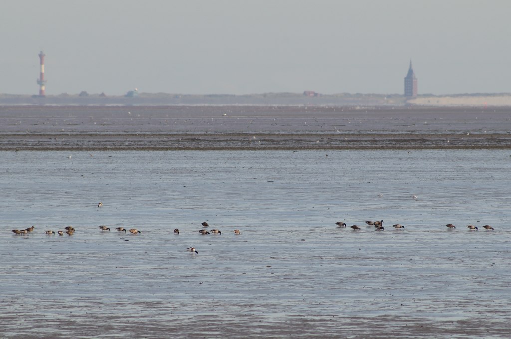 Watt-Vögel MHX 5512cnxx