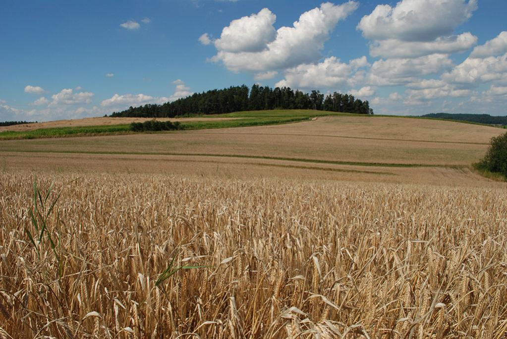 WB Kornfeld bewölkt