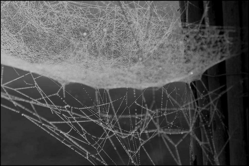 web bw DSCF0206