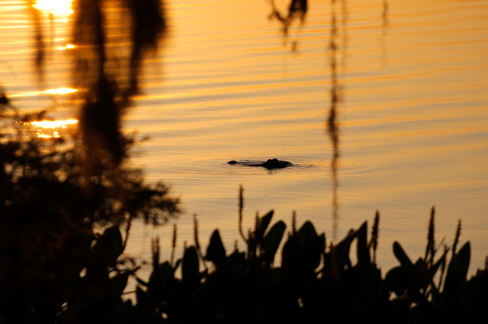 web Florida 2009 20090422   9634