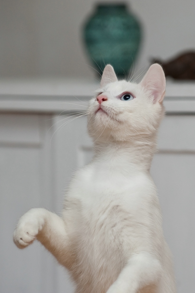web Katzen 100402 3266