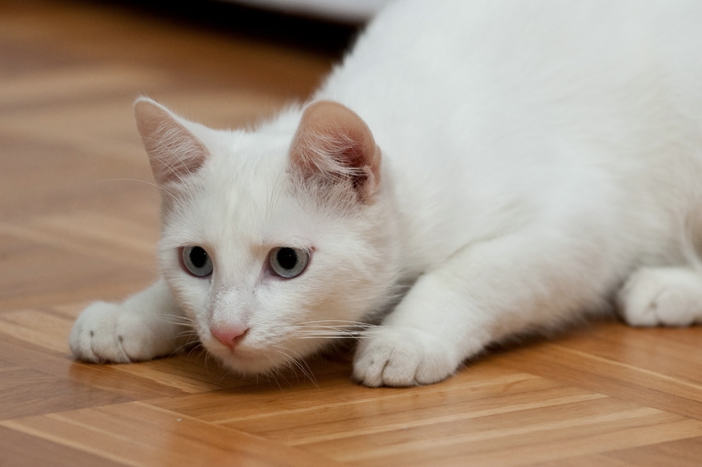 web Katzen 100402 3267
