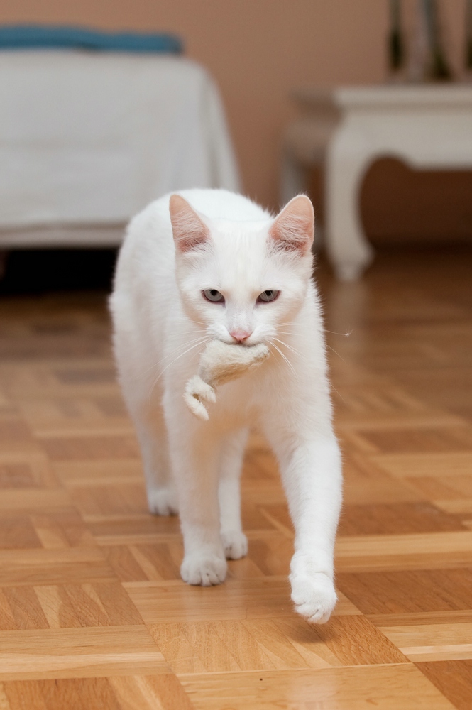 web Katzen 100402 3274