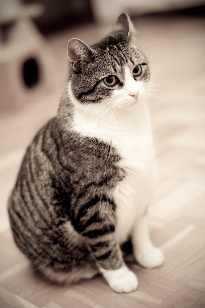 web Katzen 100402 3291