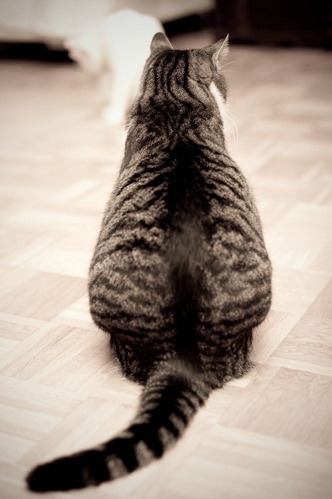 web Katzen 100402 3292