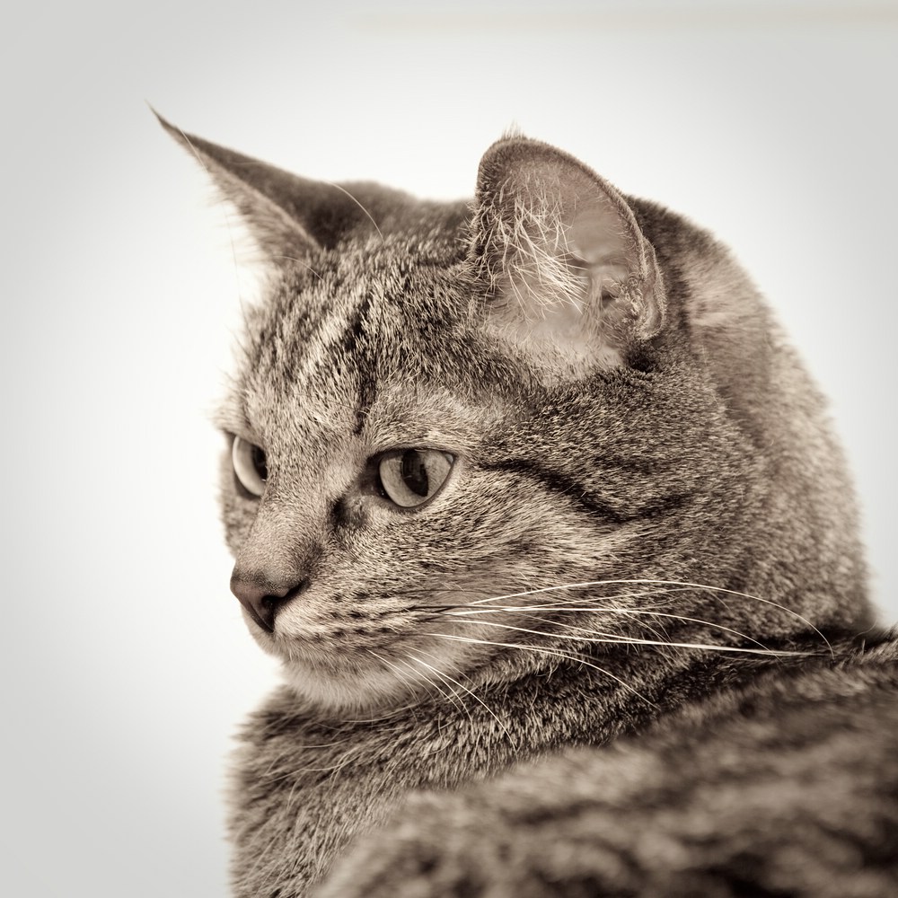 web Katzen 1194