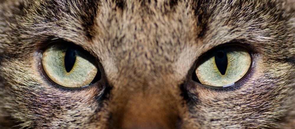 web Katzen 20090315   7660