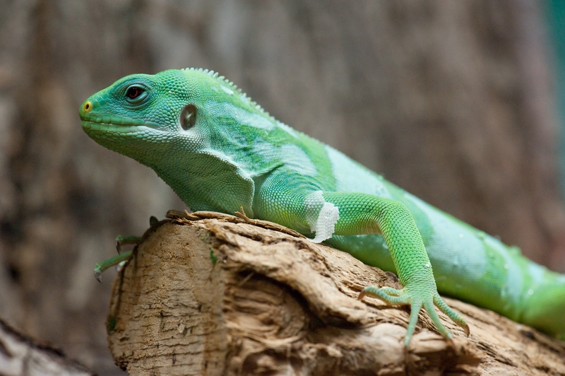 web Reptilienzoo Obertraubling 0434