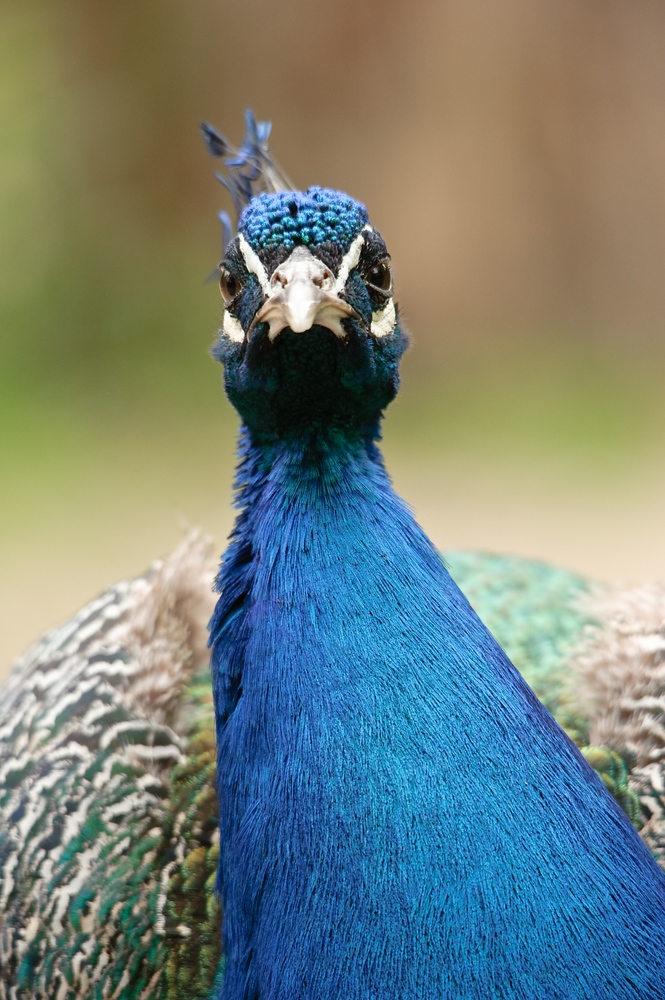 web Vogelpark Abendsberg 100516 4447