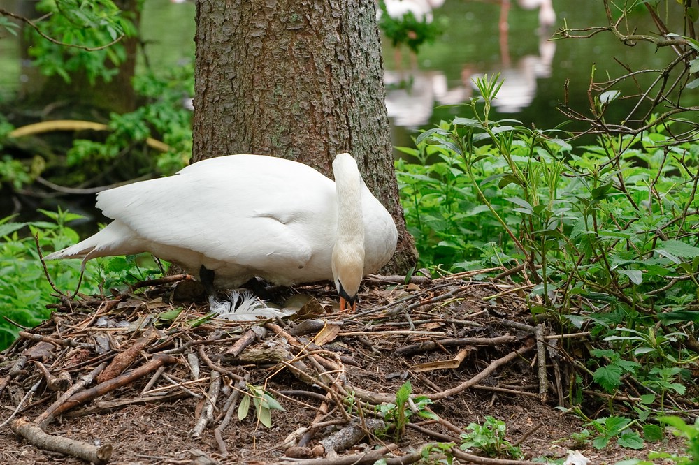 web Vogelpark Abendsberg 100516 4553