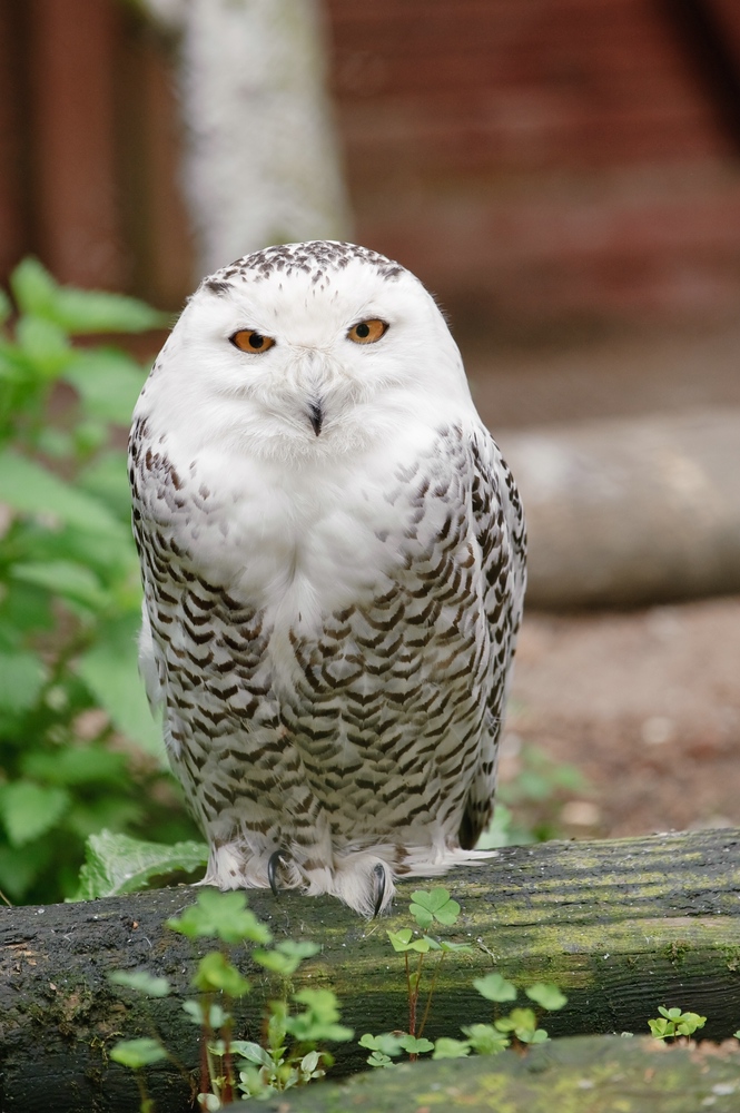 web Vogelpark Abendsberg 100516 4571