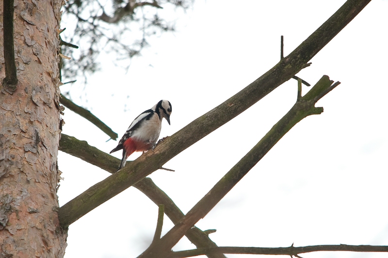 web Wildpark Hoellohe 0618