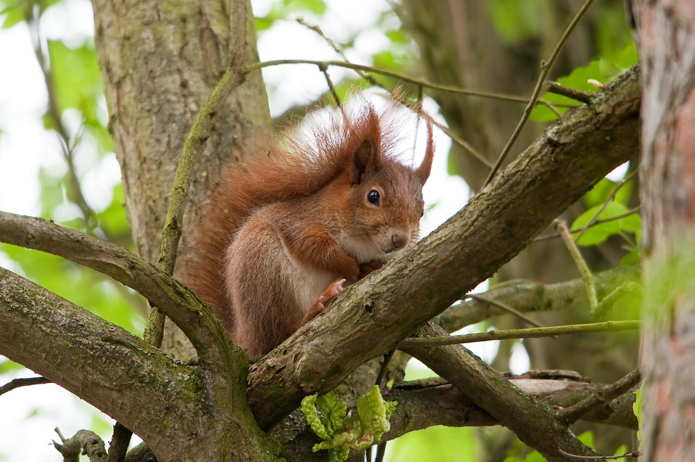web Wildpark Hoellohe 100522 4597