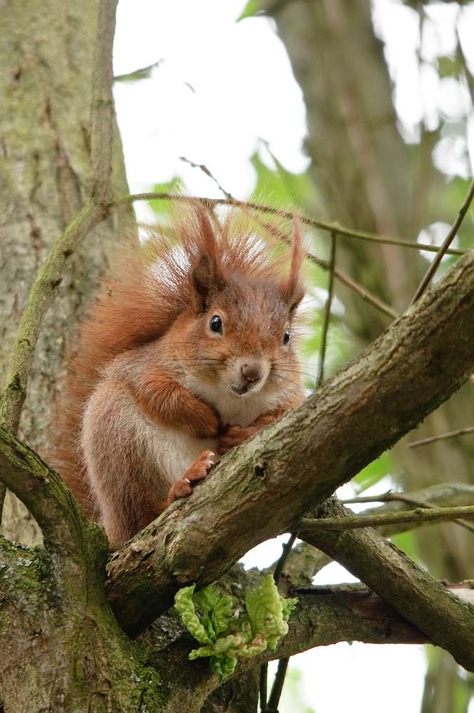 web Wildpark Hoellohe 100522 4602