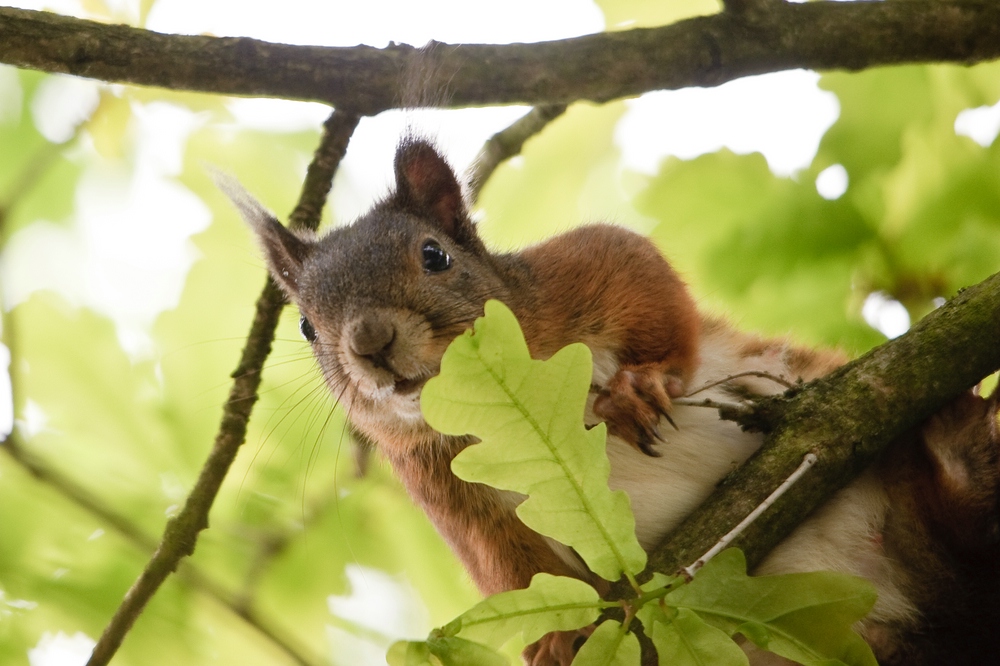 web Wildpark Hoellohe 100522 4611