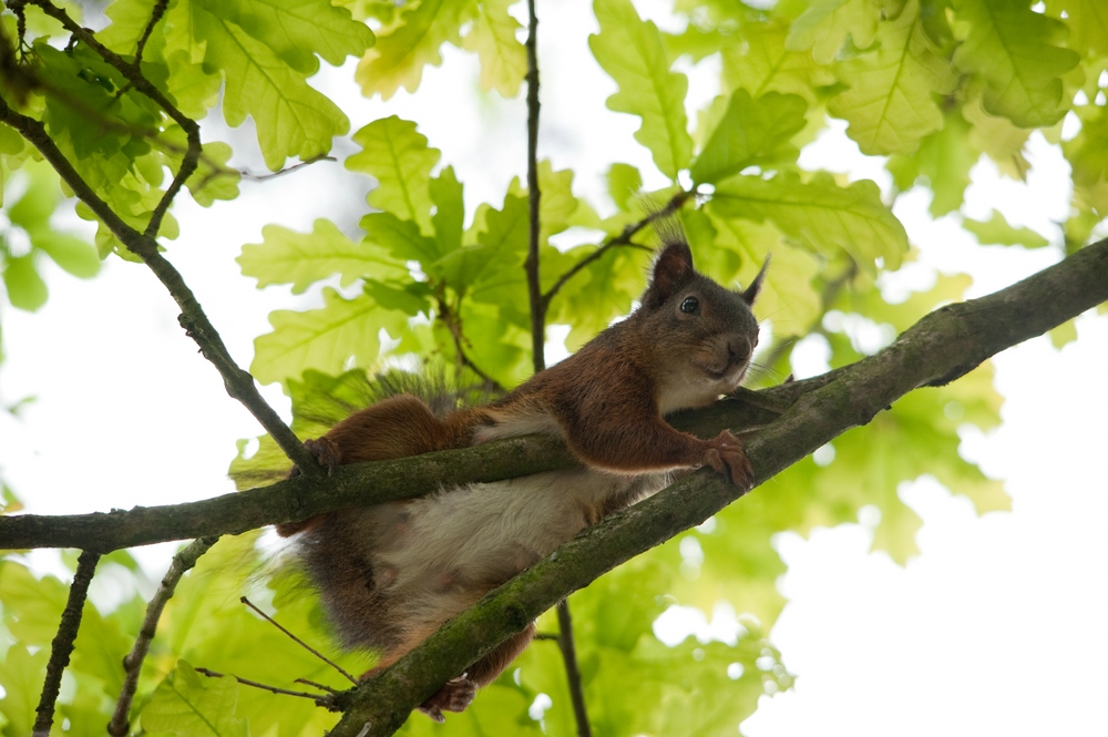 web Wildpark Hoellohe 100522 4614
