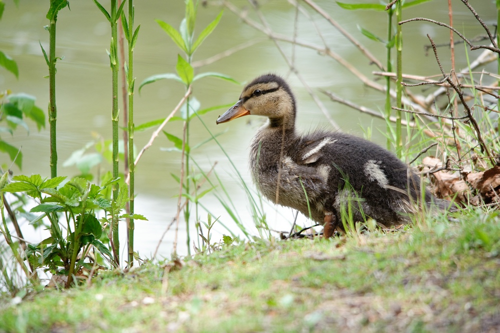 web Wildpark Hoellohe 100522 4637
