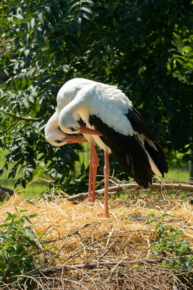 web Wildpark Poing 3562