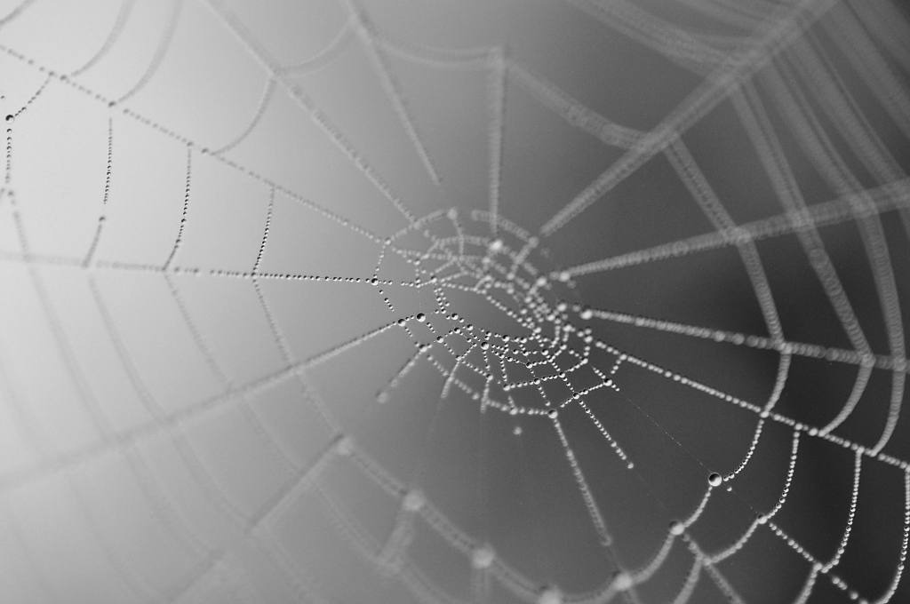 web1 zw nf