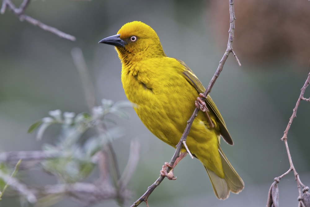 Webervogel (2)
