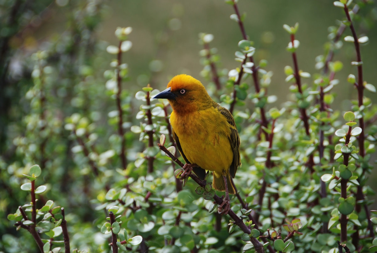 Webervogel Südafrika