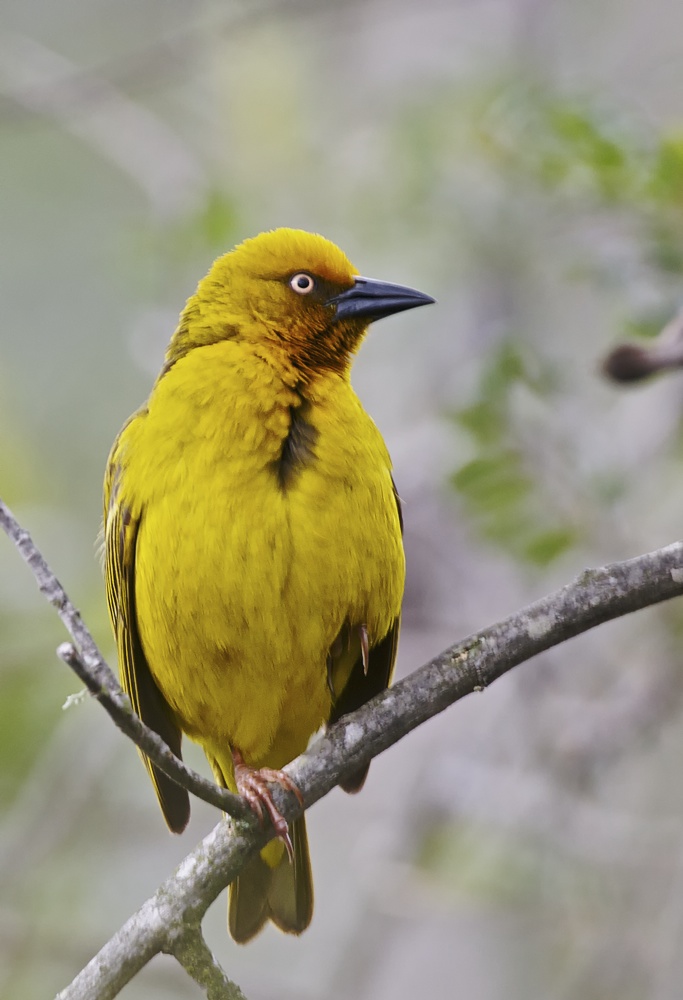 Webervogel