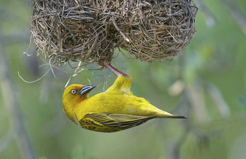 Webervogel