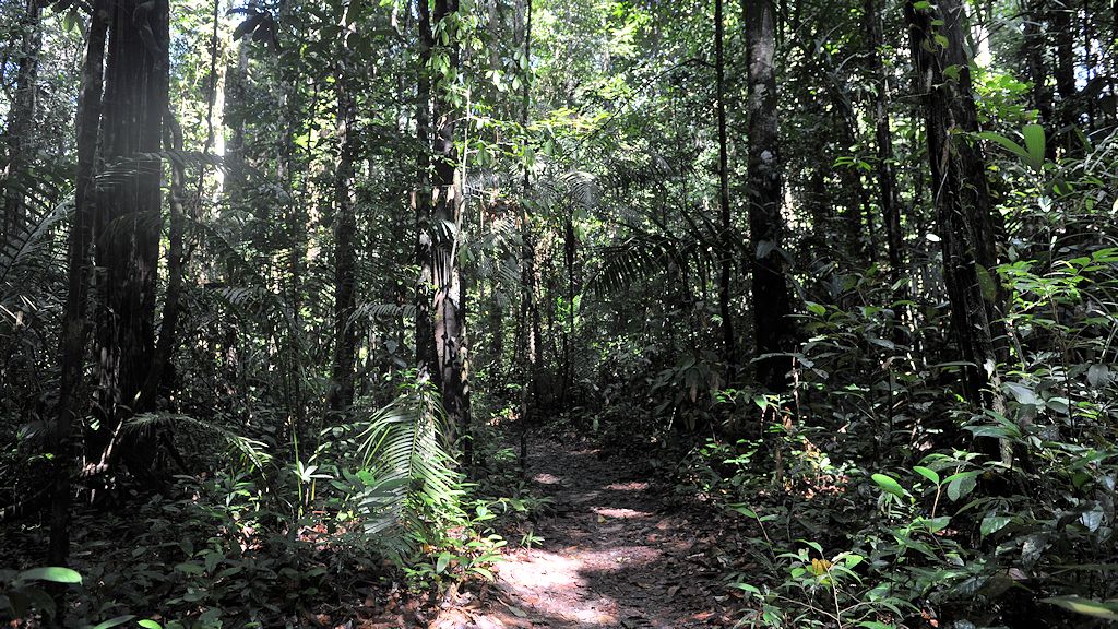 Weg durch den Regenwald
von der Atta Lodge zum Canopy Walkway
1195